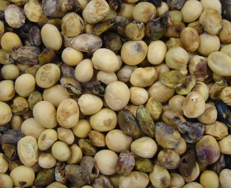 경기도농업기술원 폭염시 콩 관수 및 노린재 예방 당부