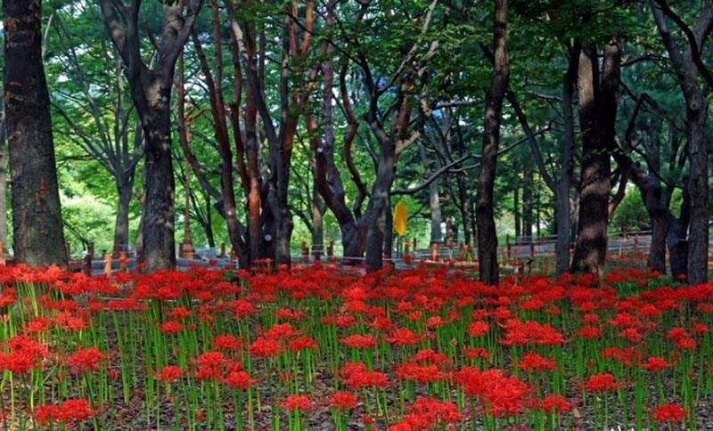 중앙공원 꽃무릇 26만3000본 ‘장관’…22일 축제
