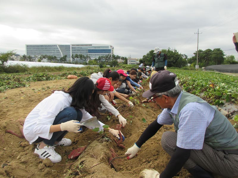 성남시 농업기술센터 17~20일 고구마 캐기 행사 열어- 1000명 농부체험
