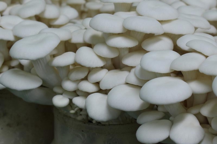 농업기술원, 버섯 신품종 ‘백색느타리버섯’ 개발