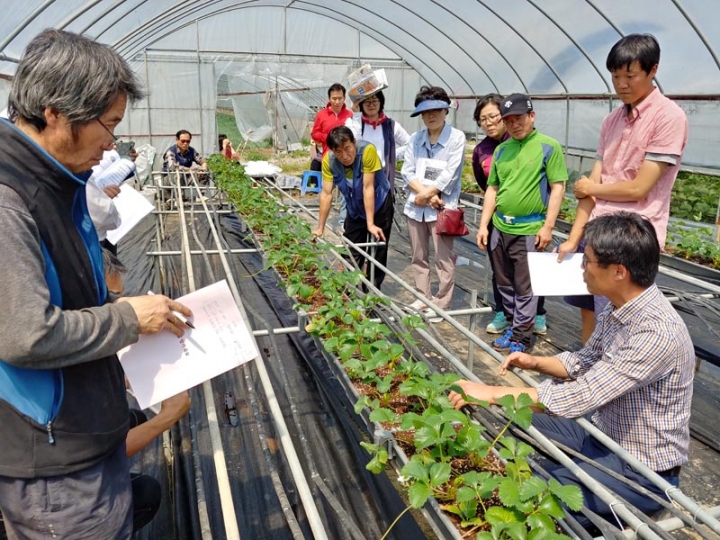수원시농업기술센터, 딸기 전문가에게 배우는 '딸기 재배 기술교육' 참여자