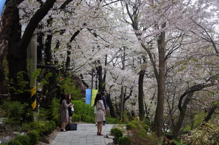 4월의 첫 주말은 ‘경기도청 봄꽃축제’와 함께!