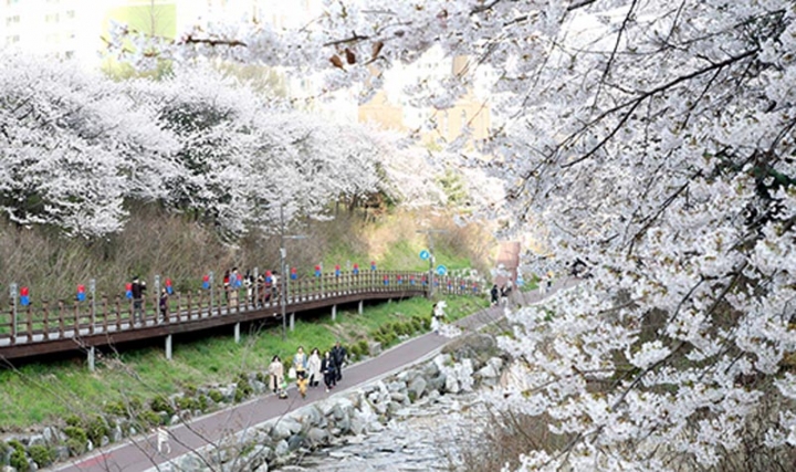 정평천 벚꽃축제 주민 1천여명 참여