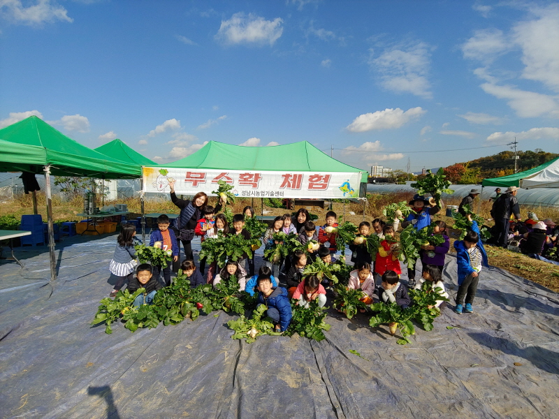 성남시민농원서 ‘무 수확 체험 행사’ 열어