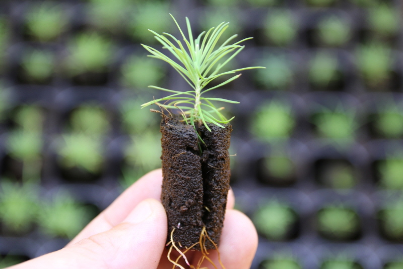 경기도산림환경연구소, ‘조직배양’으로 낙엽송 묘목 대량 생산‥내년 3만본