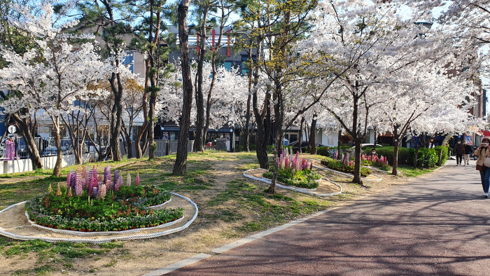 용인시, 기흥‧수지 공원 3곳에 봄꽃 4500포기 심어