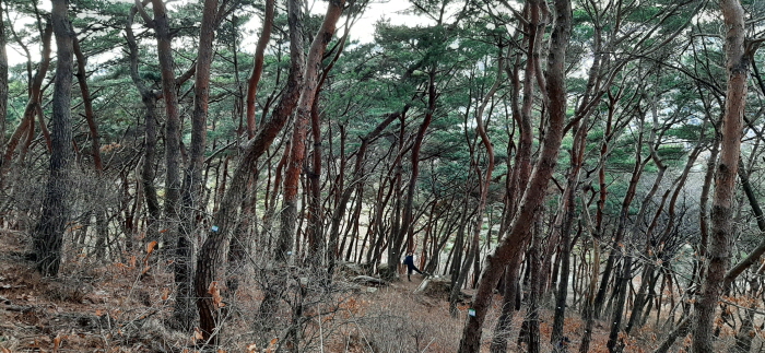 팔달산 자연림, ‘천년의 소나무 숲’으로 가꾼다