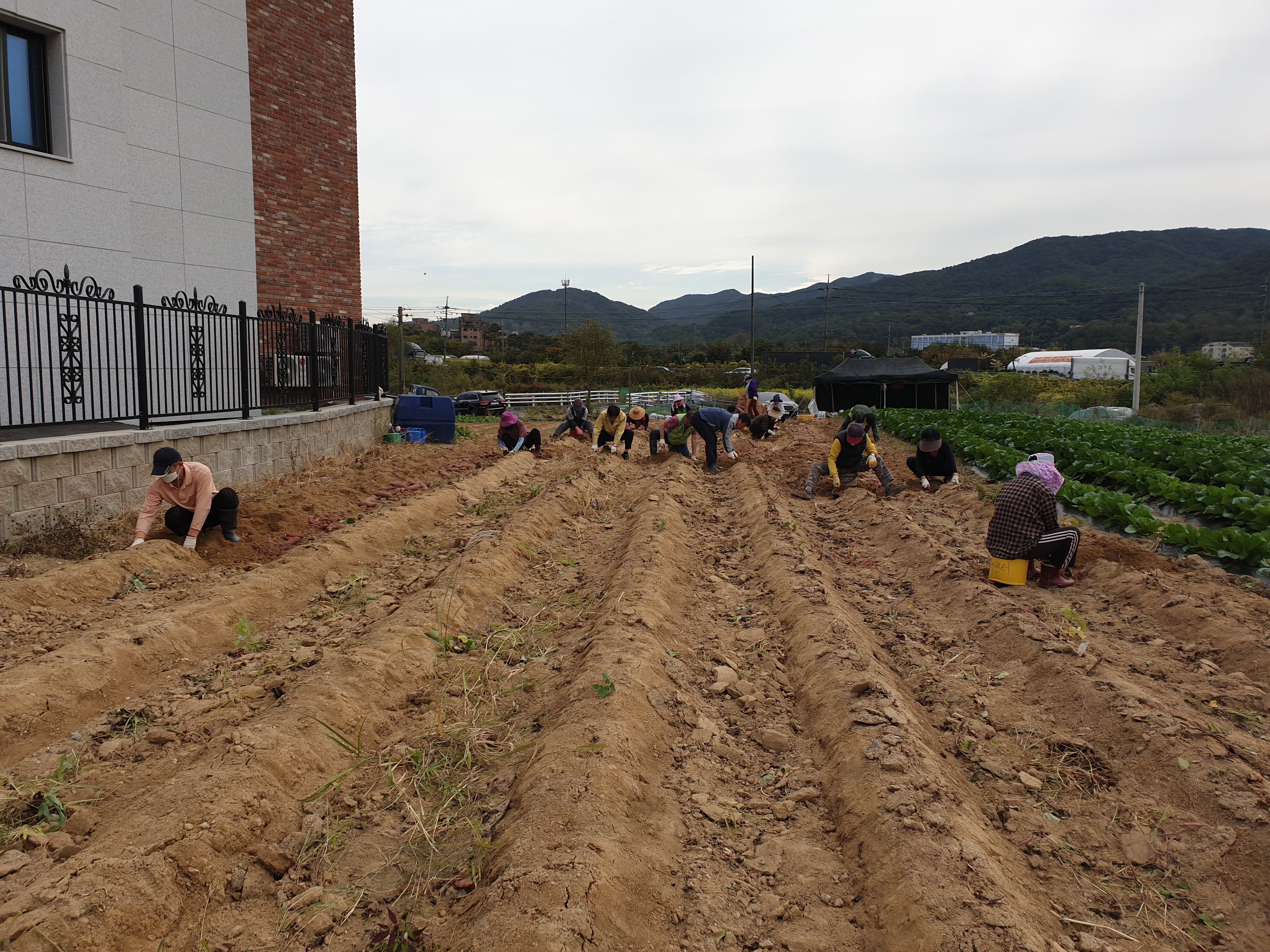 양지면, 주민자치위・새마을지도자협의회 이웃돕기 쌀・고구마 수확