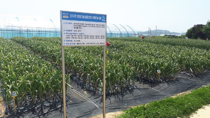 도 농기원, 경기도내 친환경재배에 적합한 마늘품종 ‘홍산’ 선발
