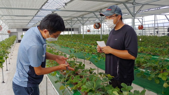수원시 농업기술센터, 맞춤형 ‘딸기 재배 기술 현장 컨설팅’ 종료