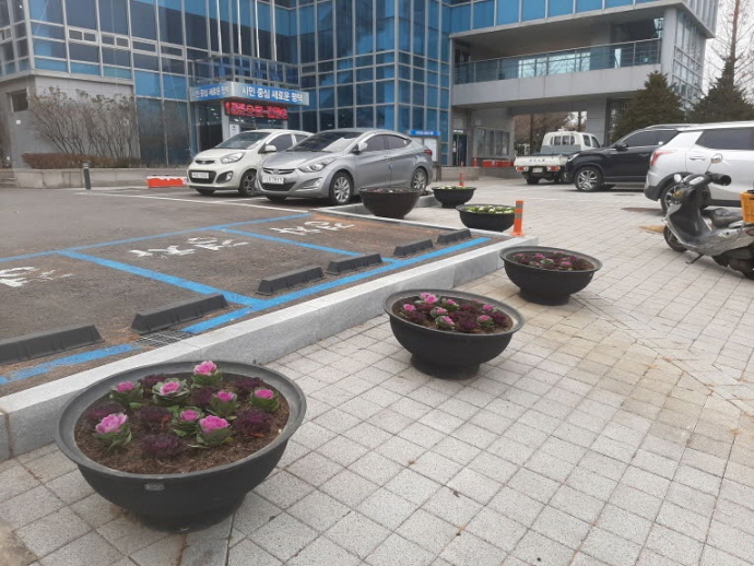 평택시 신장1동행정복지센터 청사주변 겨울꽃(꽃양배추 600본) 식재