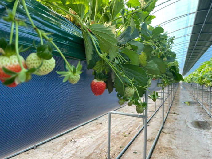 용인시, 딸기 농가에 수경재배 시설 지원
