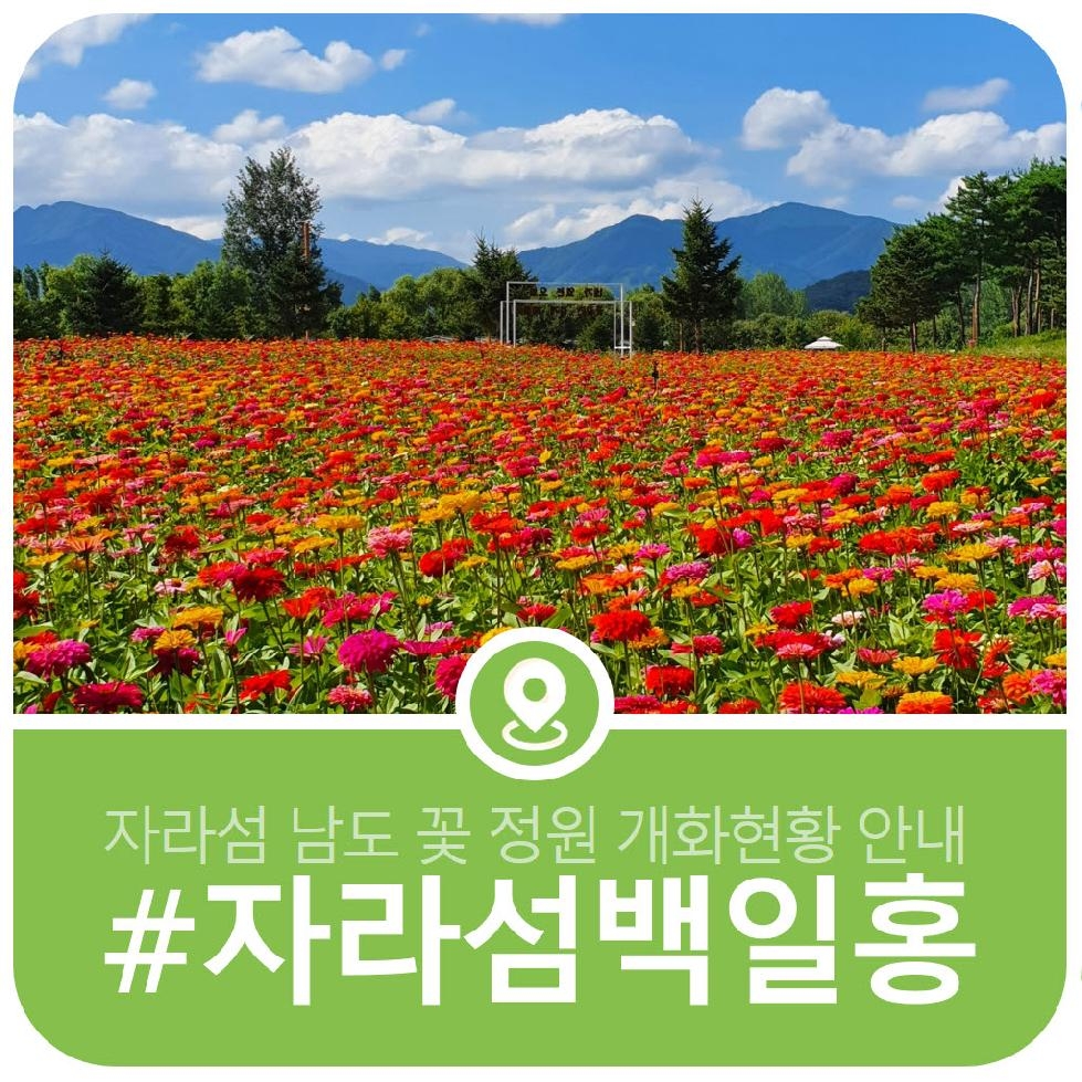 가평군, 공식 블로그를 통해 자라섬 남도 꽃 정원 개화현황 공유