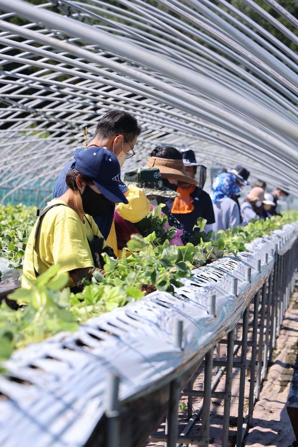 양주시 농업기술센터, 딸기 재배농가 현장 애로사항 해결 및 일손 돕기