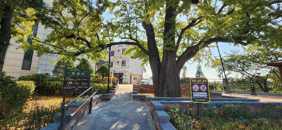 인천 남동구, 수령 600년 하촌은행나무 어린이공원 새 단장