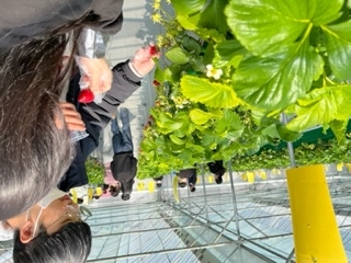 서울시, 스마트폰으로 키운 딸기 수확체험…2월부터 시작