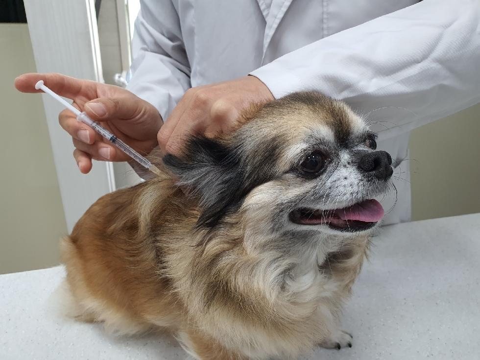 서울시, 취약계층 반려동물 진료비 걱정마세요! `우리동네 동물병원` 3월부터 지원