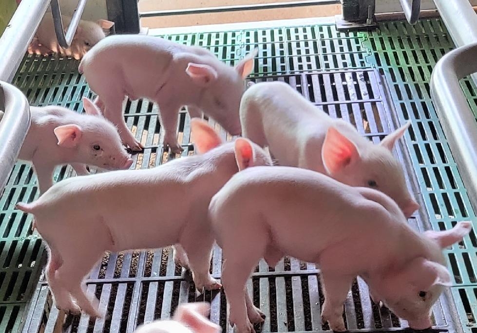경기도, 올해 65개 양돈농가 돼지 질병 방제 피드백사업