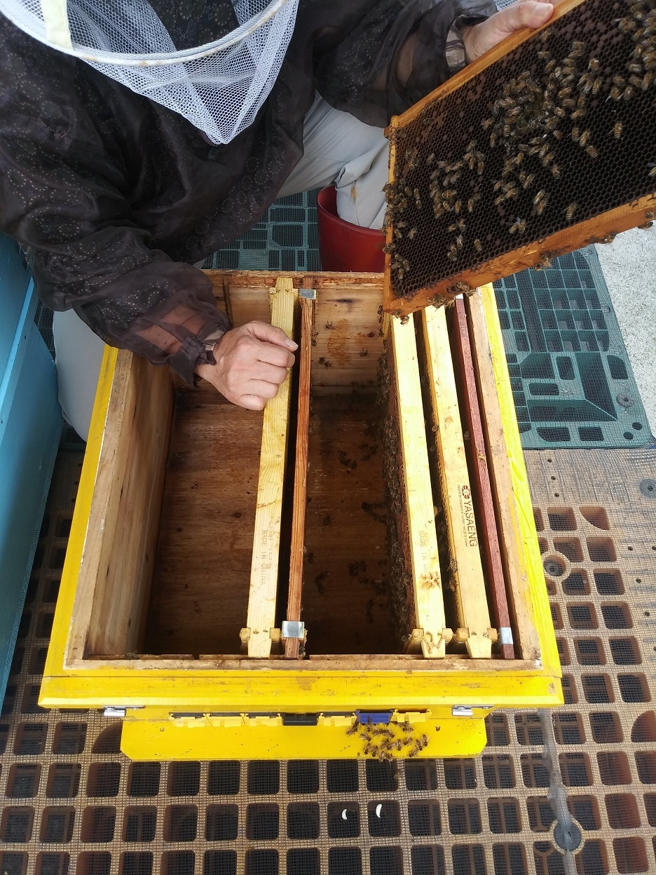 경기도,경기도동물위생시험소  양봉농가에 꿀벌 질병 구제 약품 공급