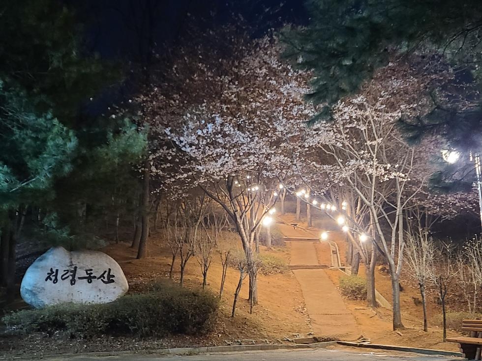 저녁에도 아름다운 벚꽃길… 안산시 중앙공원에 야간조명 설치