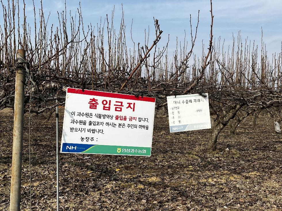 경기도, 도  농기원  ‘화상병’ 예방… 농약 살포와 의심 신고 당부