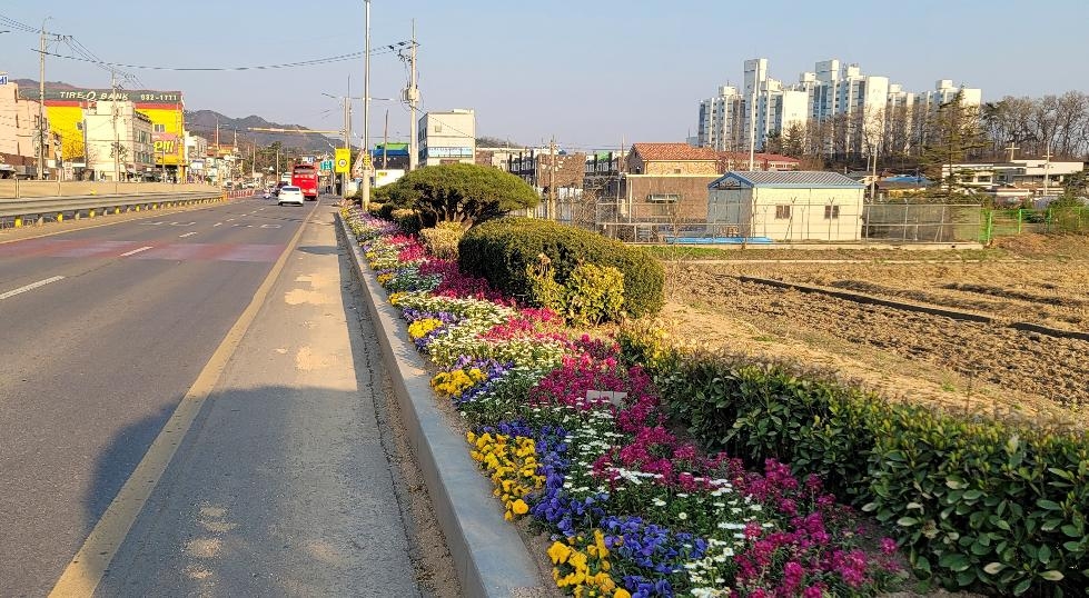 강화군, 도로변 꽃 단장 완료