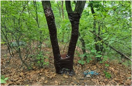 인천 연수구, 산림보호 위해 ‘참나무시들음병 방제 사업’ 추진