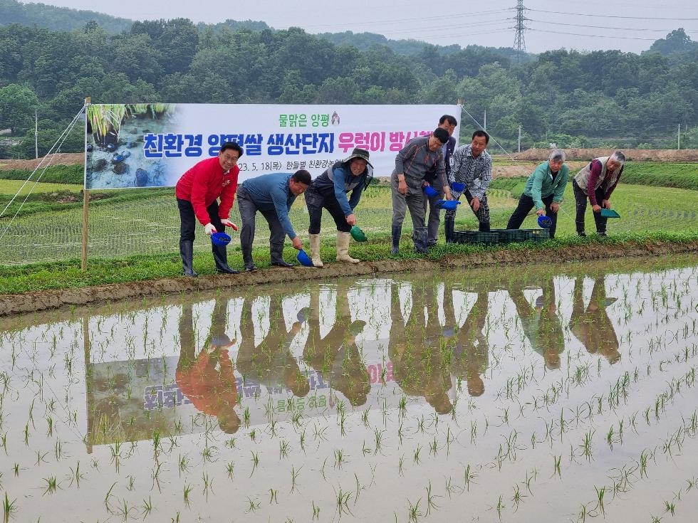 양평군, 친환경농법 쌀 생산을 위한 왕우렁이 방사