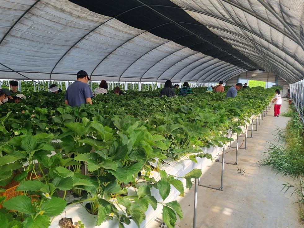 양평군 무한돌봄센터·드림스타트 딸기체험 통한 힐링