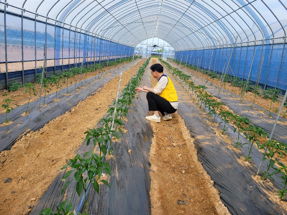 김포시농업기술센터, 고추 재배 농가 초기 관리 당부