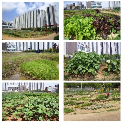 K-시흥시- “초보농부의 텃밭 가꾸기 한창”, 월곶동 공영도시농업농장