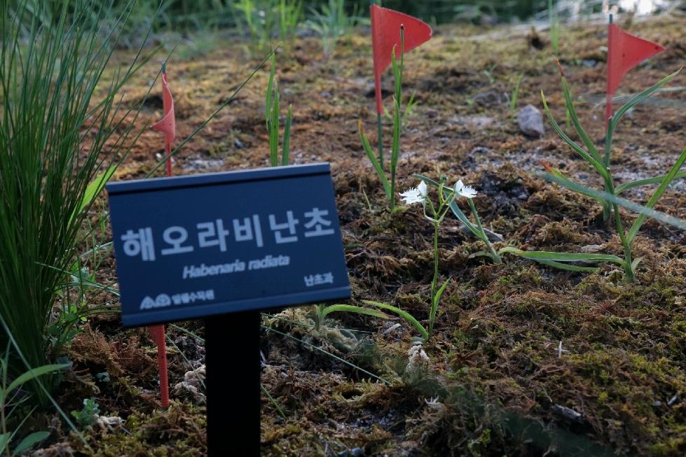 수원 일월수목원에 옮겨심은 멸종위기 희귀식물 ‘해오라비난초’, 처음으로 