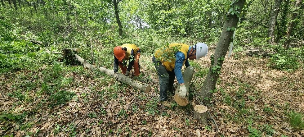 강화군, 숲가꾸기 사업 추진...산림의 가치를 높인다