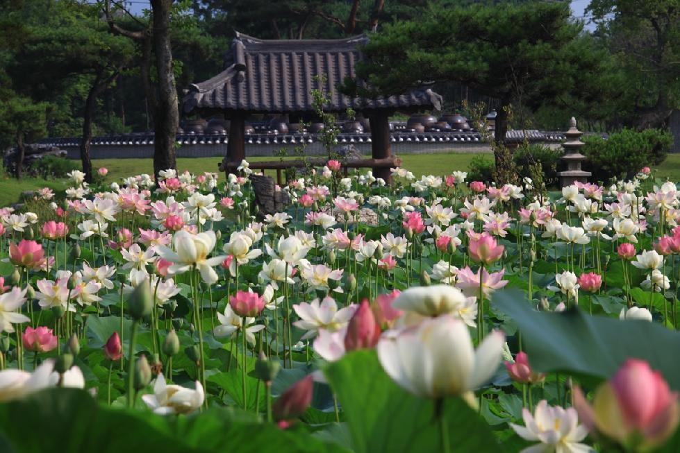 경기도,경기도 지방 정원 제1호 양평 ‘세미원’에서 7월 1일부터 연꽃문화제 개최