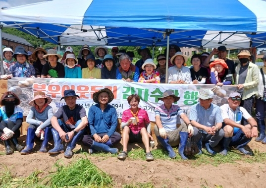 용인시 동천동 통장협의회, 어려운 이웃 돕기 위한 감자 수확