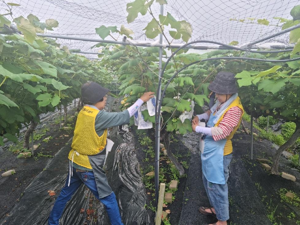 인천 부평구 자원봉사센터, 강화도 농촌일손돕기 봉사활동 진행