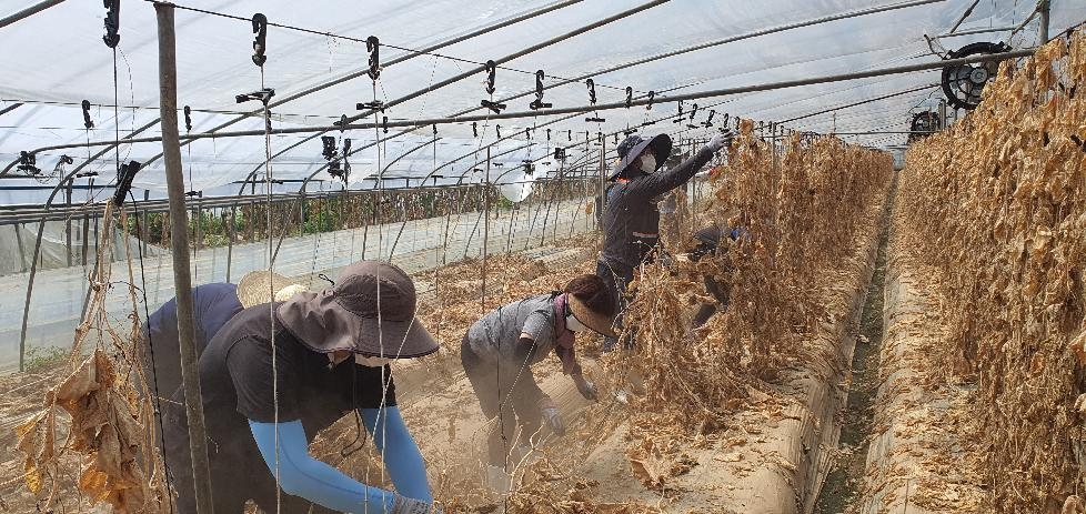경기도, 도 농기원  충남지역 농가 침수피해 복구 위한 일손돕기 실시