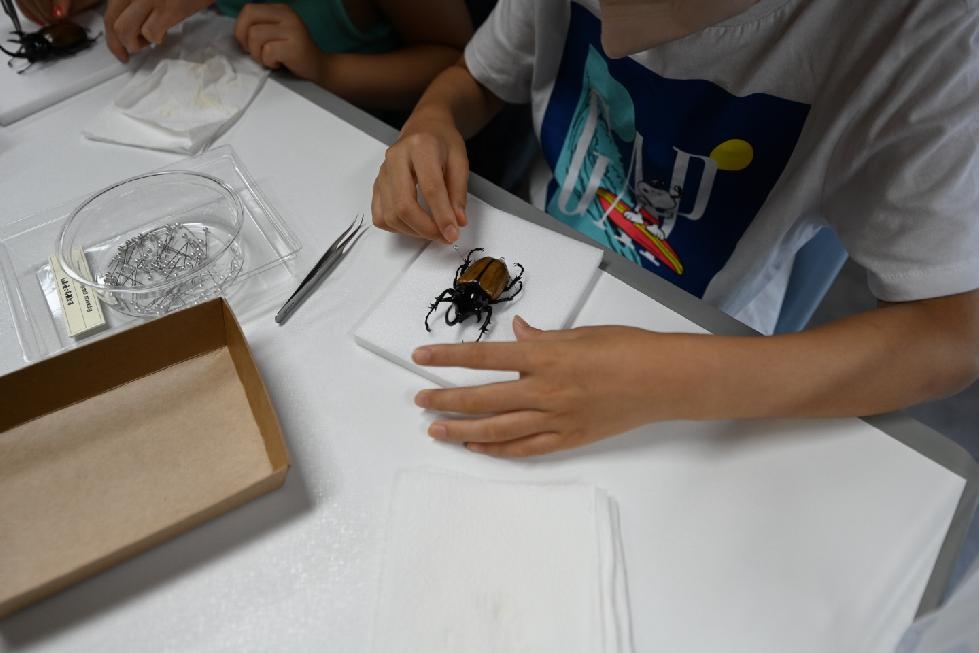 시흥시 벅스리움서 즐기는 여름방학 특별 체험프로그램‘곤충표본교실’