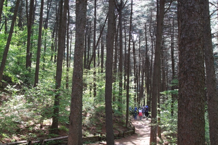 경기도,‘대한민국 100대 명품숲’에 가평 잣향기 푸른숲 등 경기도 7개