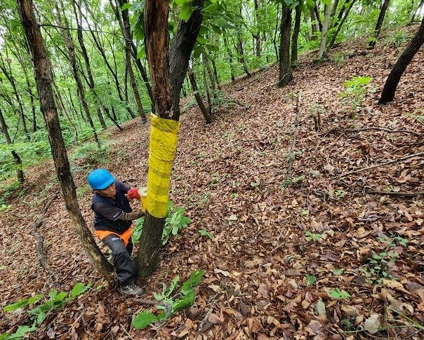 파주시, 건강한 숲 보전 위해‘참나무시들음병’예방에 총력