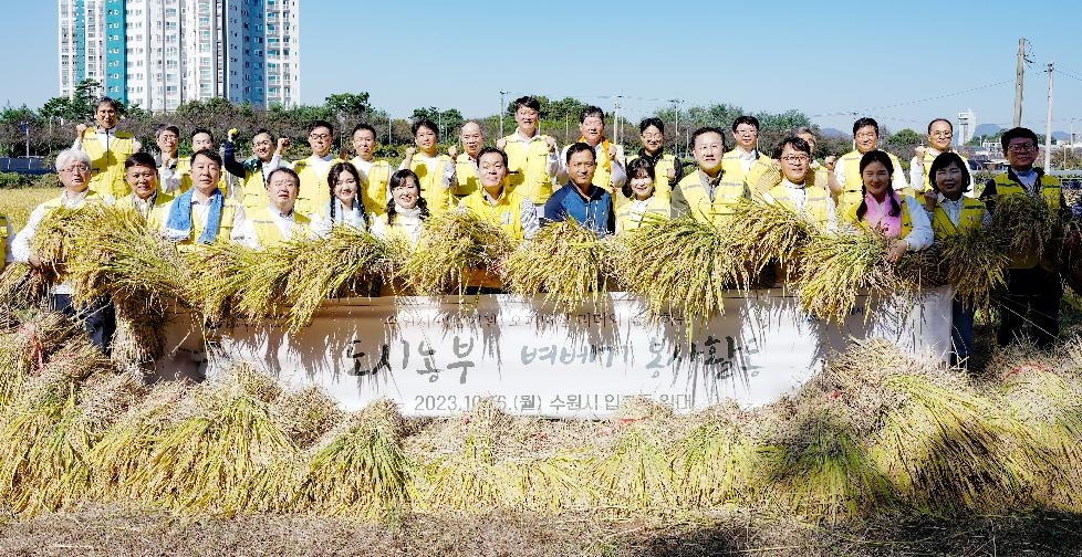 수원시 공공기관 협력, 첫 도시농부 벼 베기 봉사 진행