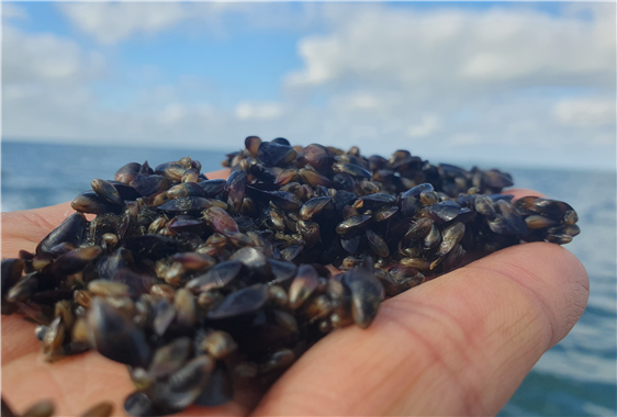 인천시, 백령 해역에 어린 토종 홍합‘참담치’80만 마리 방류