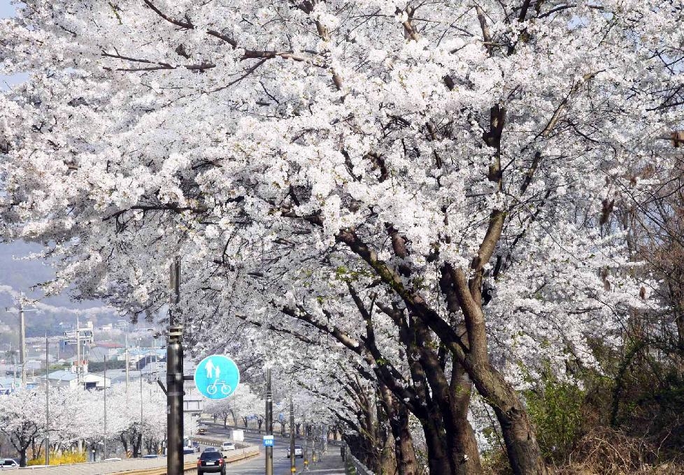 [기획보도] 시흥 ‘이곳만은 꼭’  봄바람 불어오면, 물왕호수ㆍ은계호수