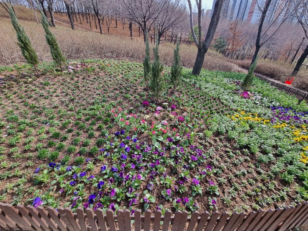 시흥시 북부권 공원서 맞는 화사한 봄, 봄꽃 식재 완료