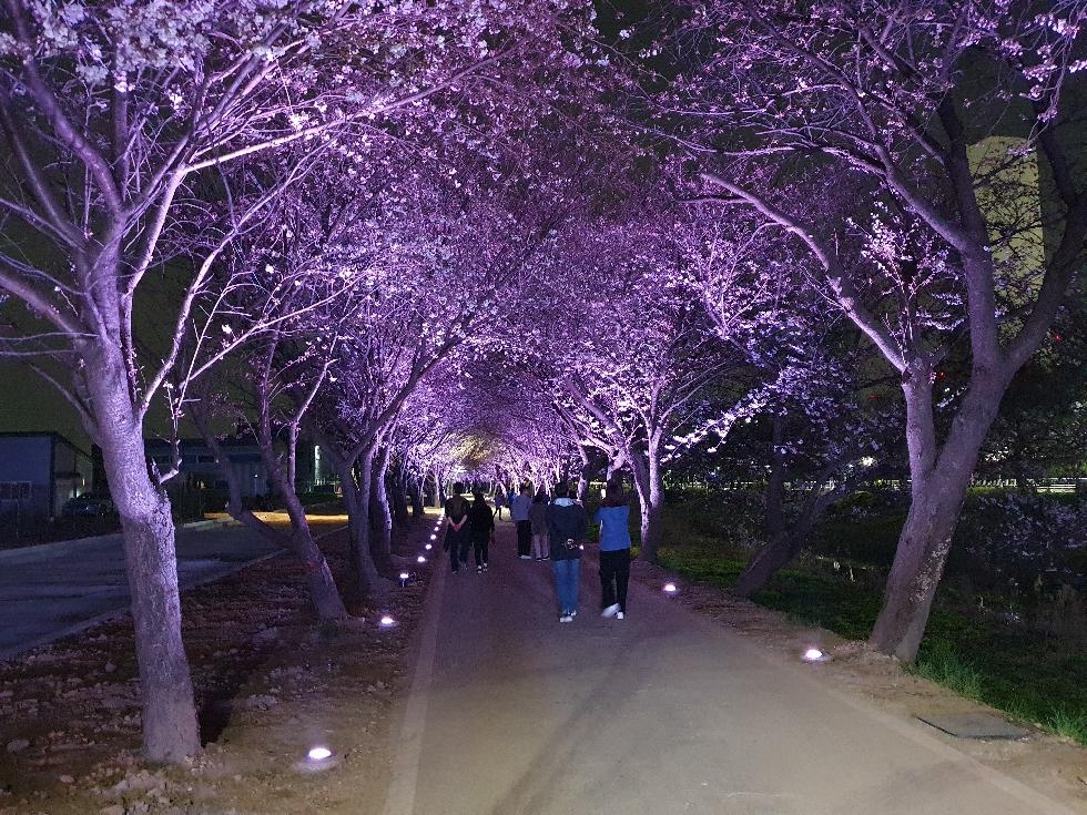 김포시 계양천 ‘벚꽃터널’ 황홀한 풍경 계양천 산책로 경관조명 설치공사 완료