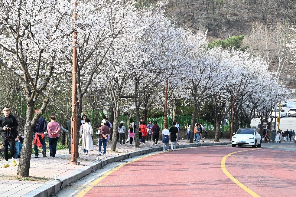 동두천시  ‘2024년 자유수호평화박물관 벚꽃맞이 야간개장’ 준비 완료
