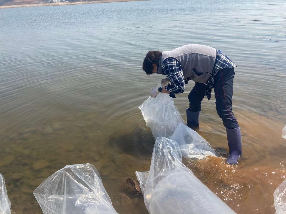 경기도, 빙어 자원 회복 등을 위해 부화 어린 물고기 100만 마리 방류