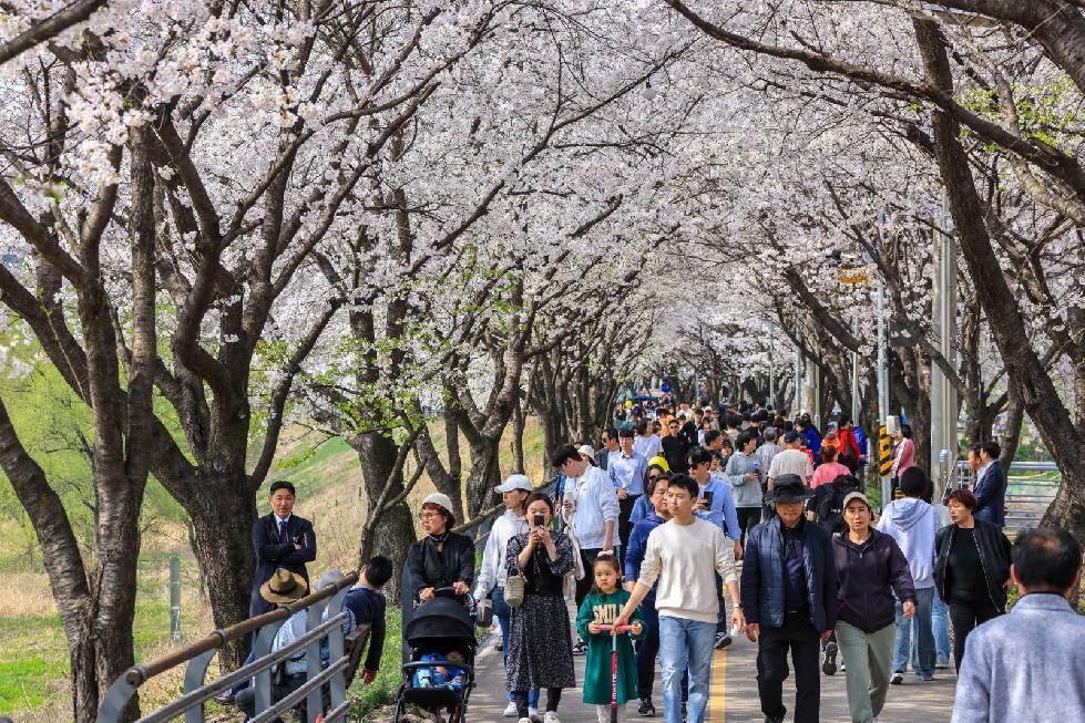 양평군 벚꽃 만개, 제7회 갈산 누리봄 축제 성황리에 마무리