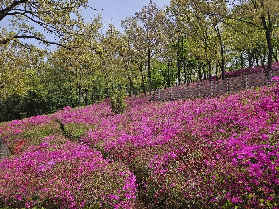 부천시 고강선사유적공원 내 철쭉동산 진분홍 물결