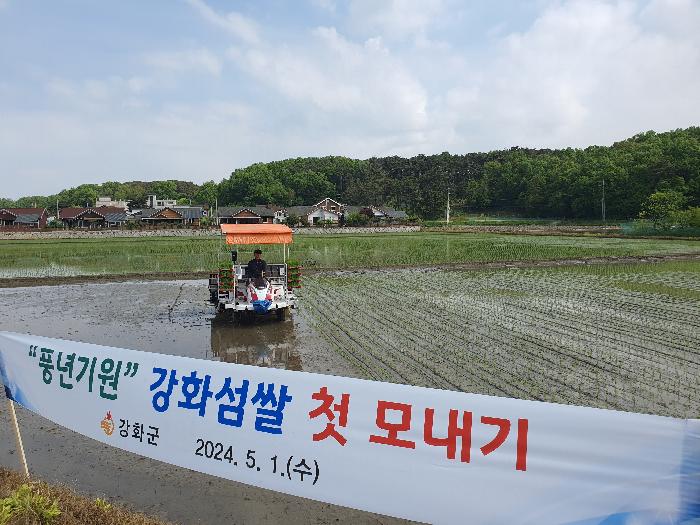 강화군, 풍년 예약! 최고 품질 강화섬쌀 첫 모내기